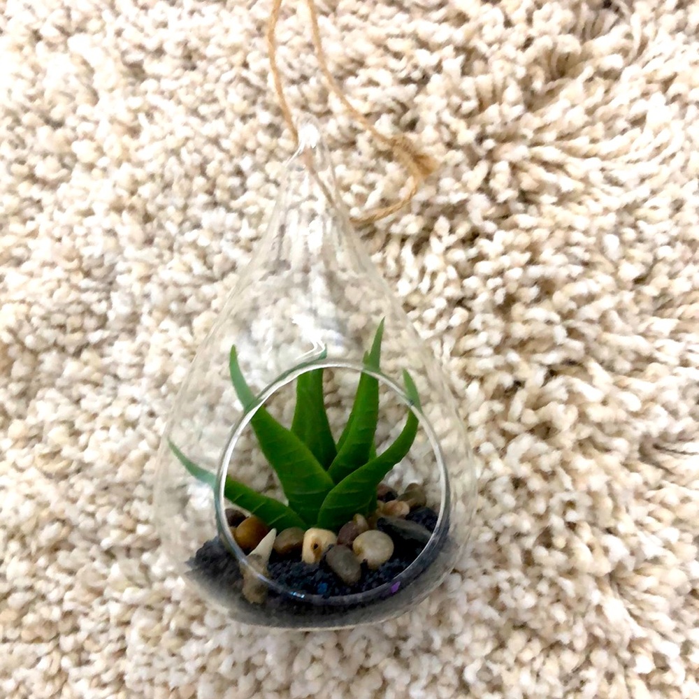Plant in hanging glass terrarium.
